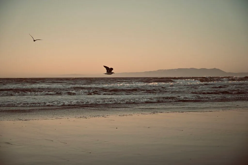 Gulls