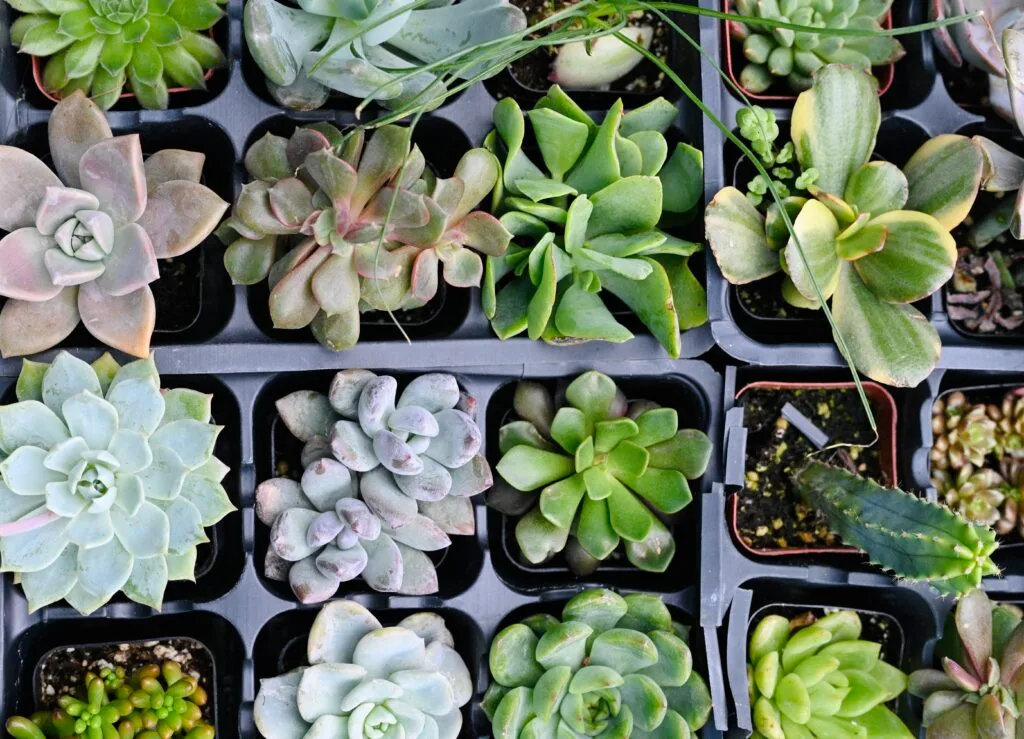 Farmer’s Market Succulents